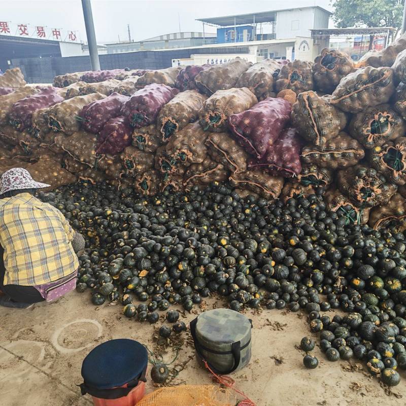 养殖场工厂南瓜