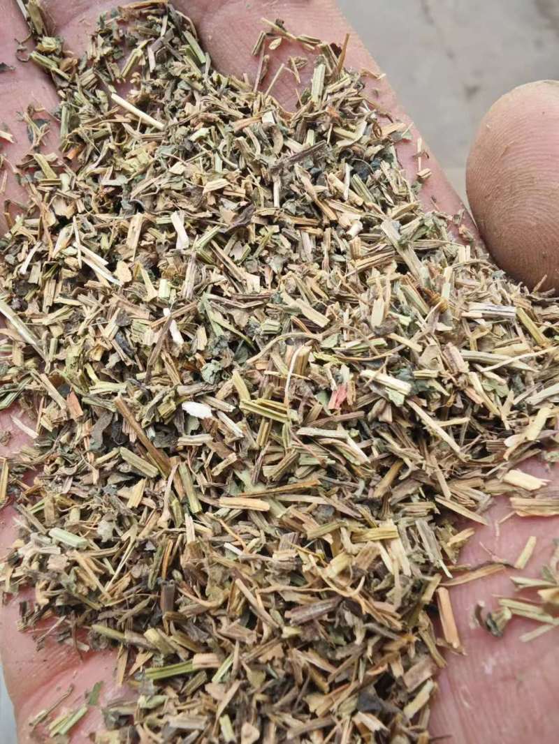河北一手货源绞股蓝质量好走货快欢迎询价热卖中