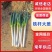 铁杆大葱货量大发全国耐运输