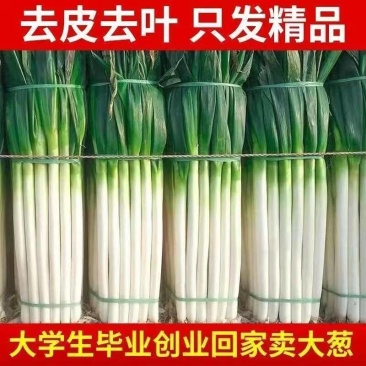 铁杆大葱货量大发全国耐运输