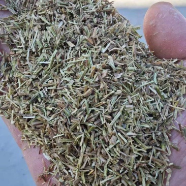 河北一手货源绞股蓝质量好质优价廉欢迎询价量大从优