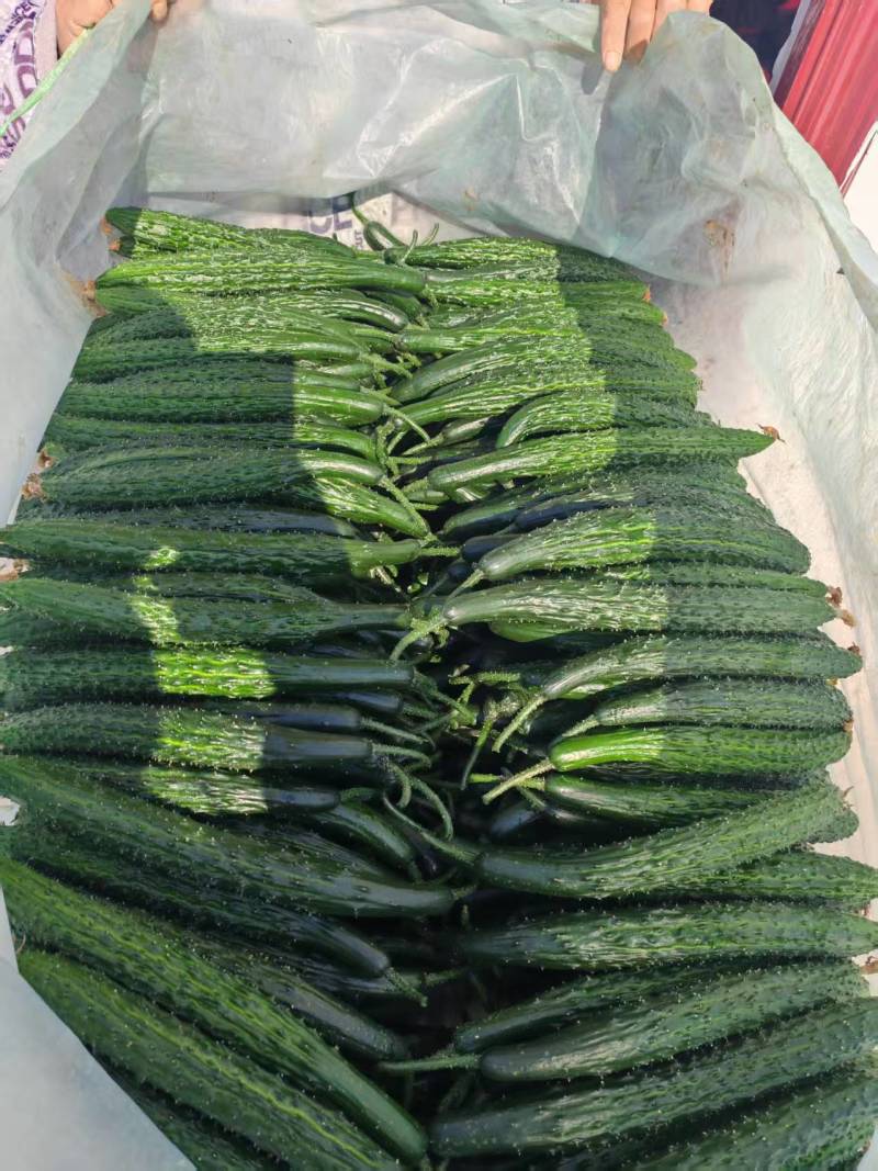 密刺黄瓜上市，精品黄瓜，大棚黄瓜，需要的来老板联系