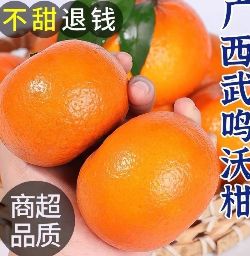 广西武鸣精品沃柑，产地直发，对接各大电商