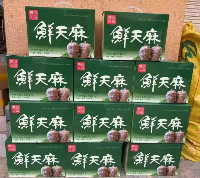 昭通鲜活乌天麻