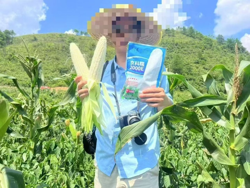 京科糯2000E白糯玉米种子大棒耐热口感好好管理