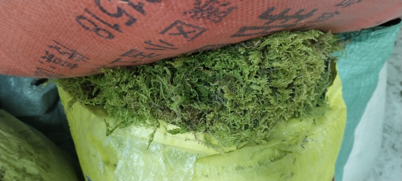 青苔