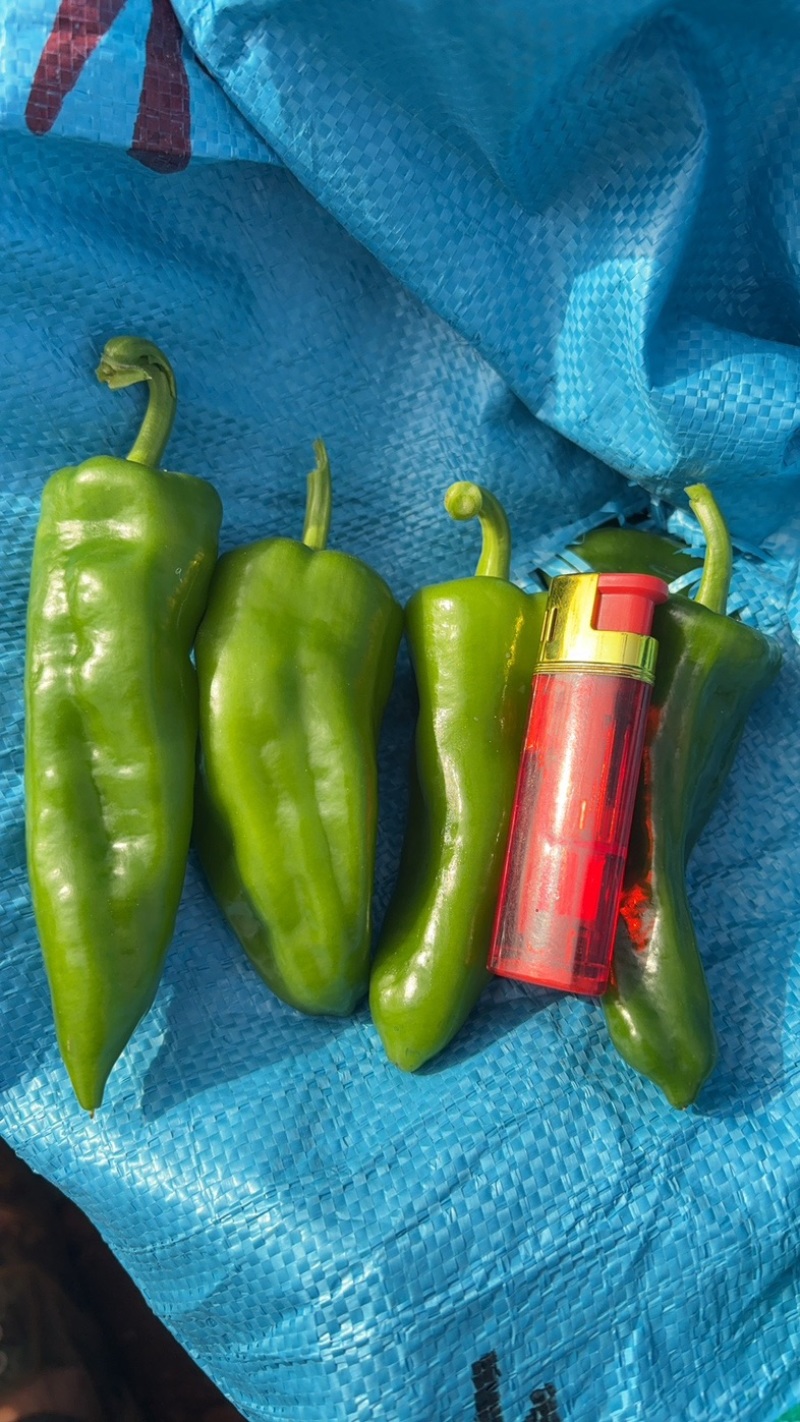 青鲜辣椒泡鼓椒