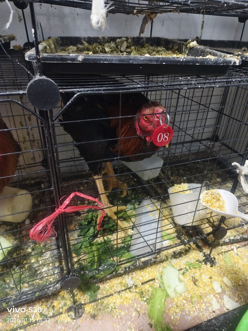 贵州正宗散养土鸡，斗鸡，八八二