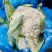 花菜大量上市