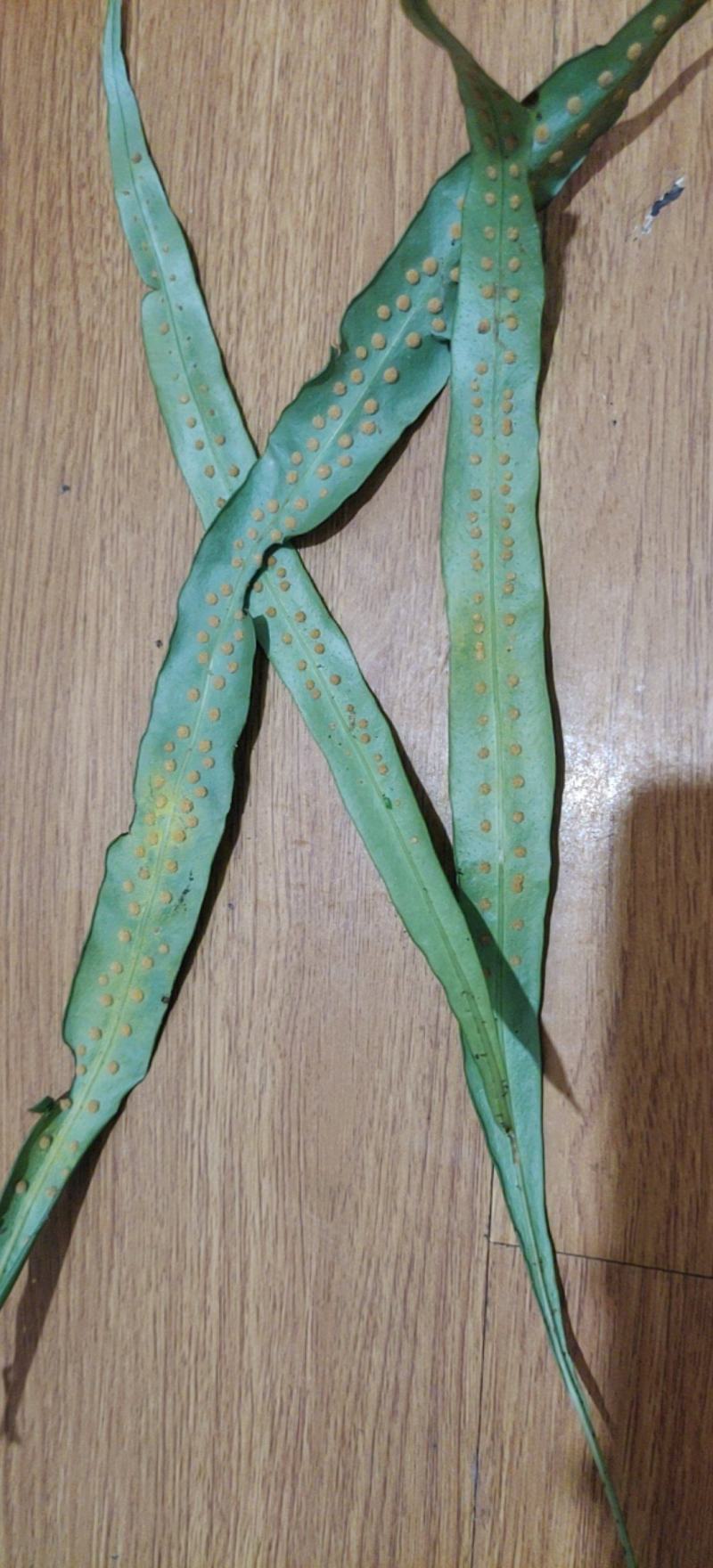 化石草这是中叶化石草