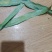 化石草这是中叶化石草