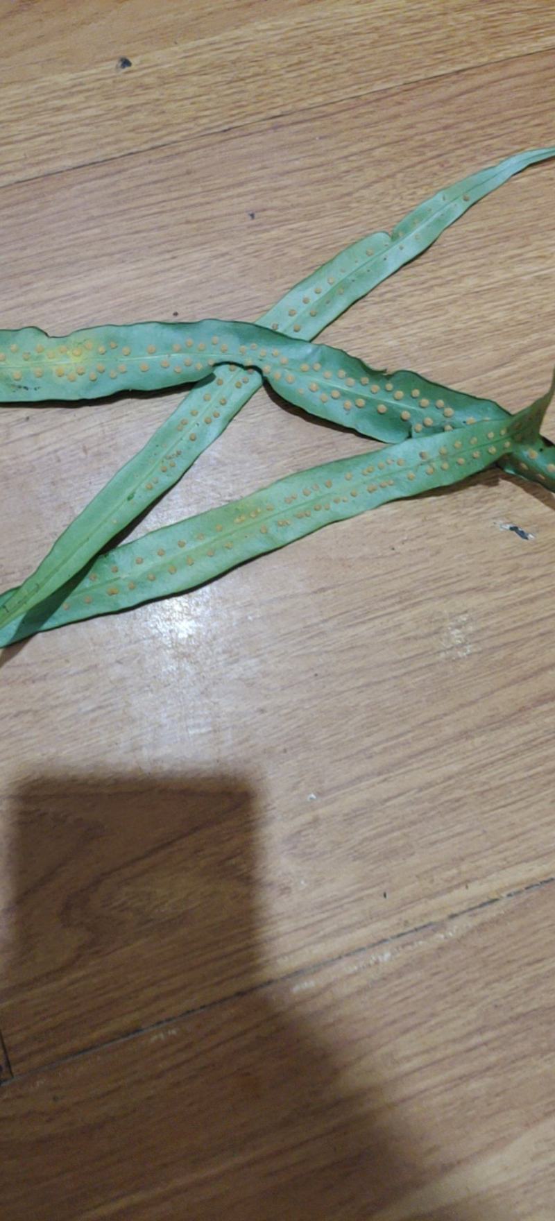 化石草这是中叶化石草