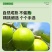 福建漳州苹果枣，大量上市，全国发货，欢迎进店沟通