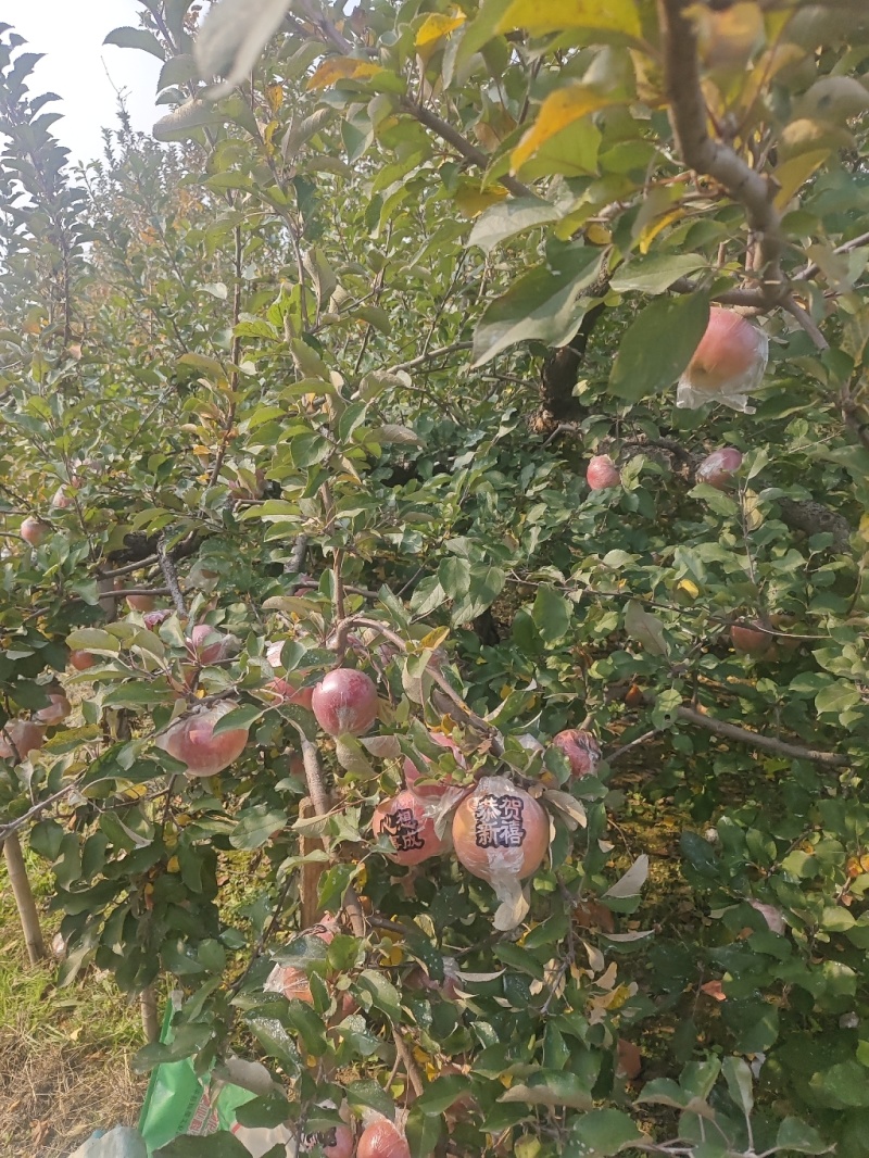 丰县大沙河红富士苹果