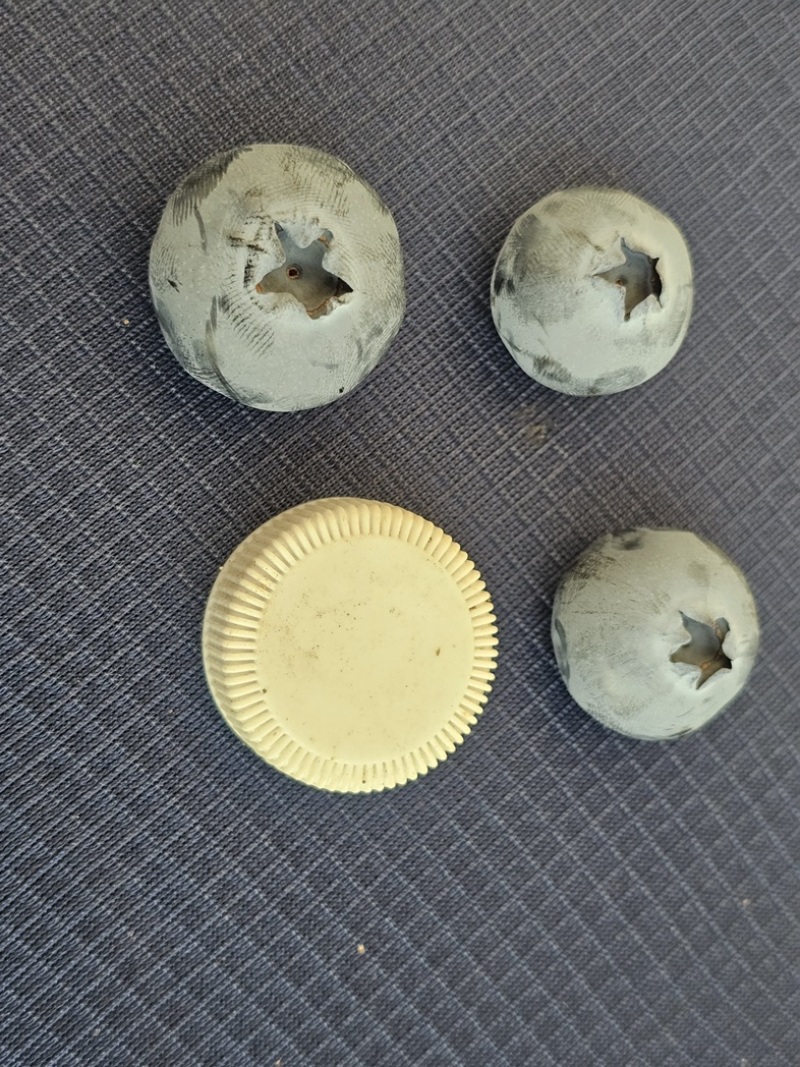 新鲜出炉的蓝莓