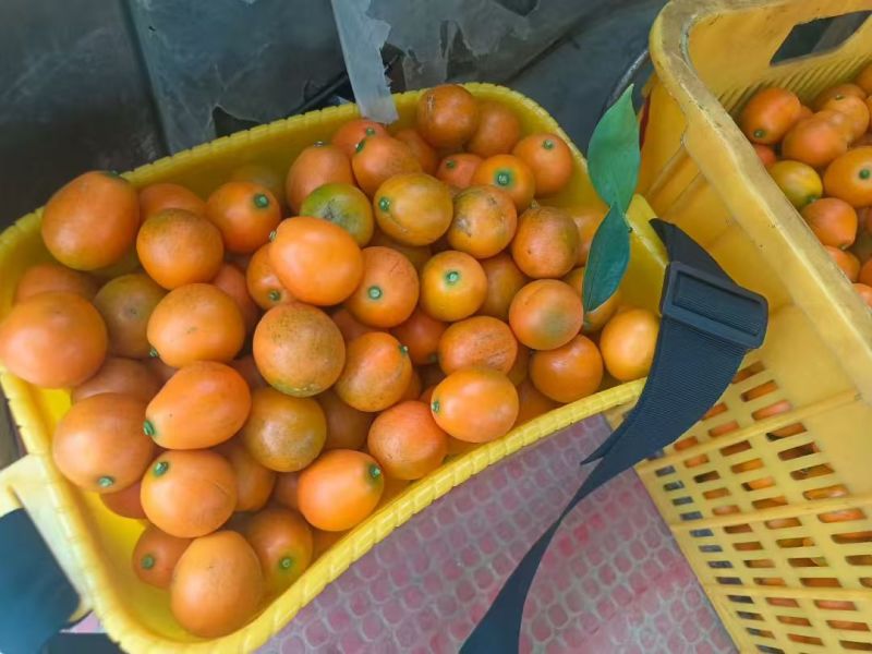 广西融安县小金桔产地货源大量上市一手货源批发品质保证