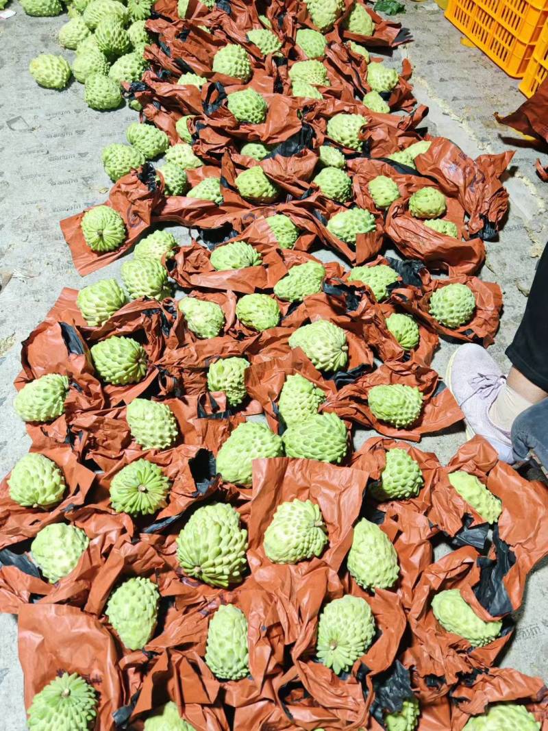 云南楚雄元谋释迦果自家基地一手货源