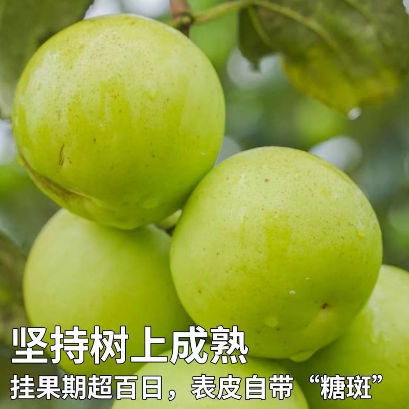 云南西双版纳苹果枣，大量上市，欢迎进店购买。