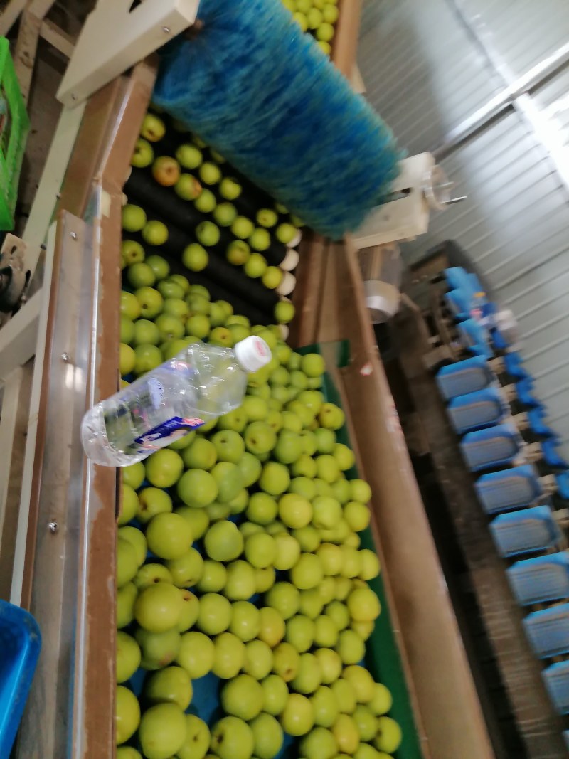 西双版纳苹果枣