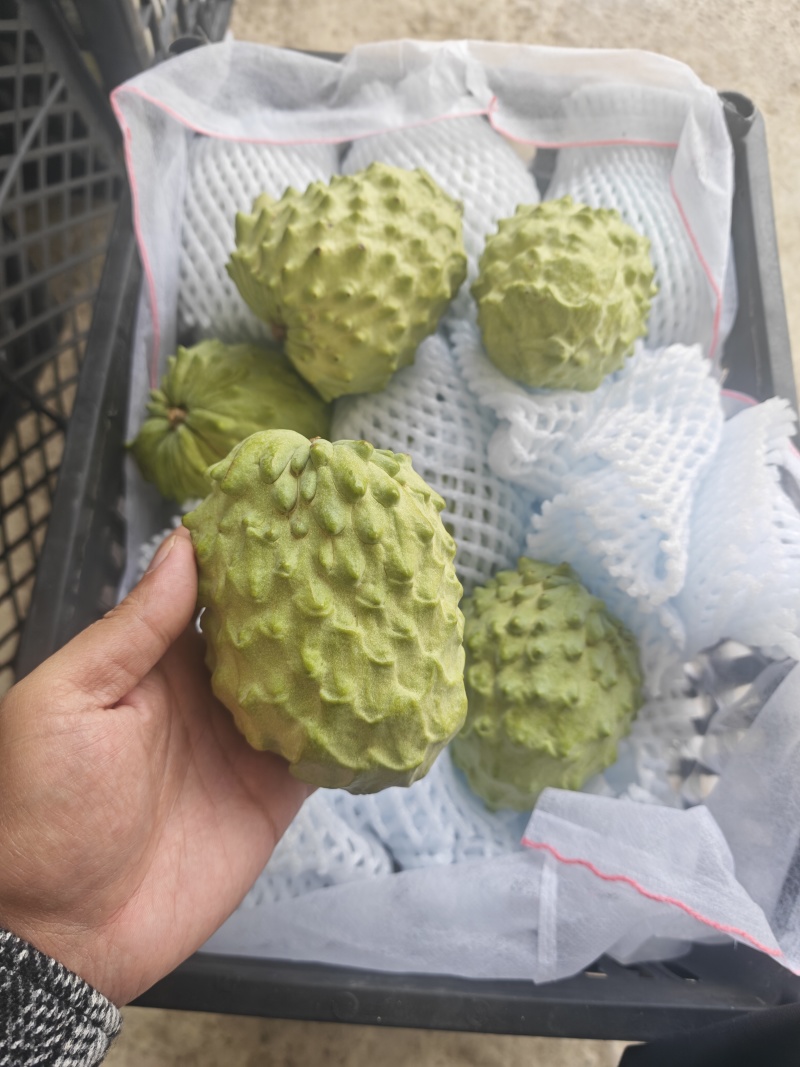 云南释迦果