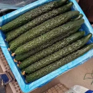 云南密刺青黄瓜，基地直发无中间商赚差价。欢迎来电