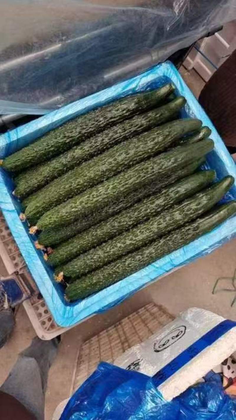 云南密刺青黄瓜，基地直发无中间商赚差价。欢迎来电