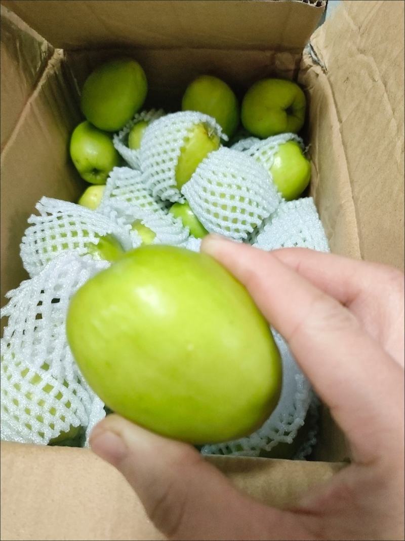 新鲜青枣，现摘牛奶枣大青枣水果包邮新鲜贵妃枣，包邮到家！