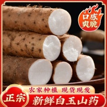 万亩白玉山药正在上市中，诚信经营，量大从优，欢迎来电咨询