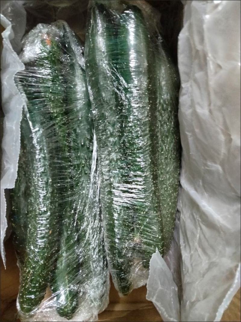 黄瓜，应季新鲜黄瓜现摘农家自种蔬菜青瓜带刺长脆嫩小黄瓜当
