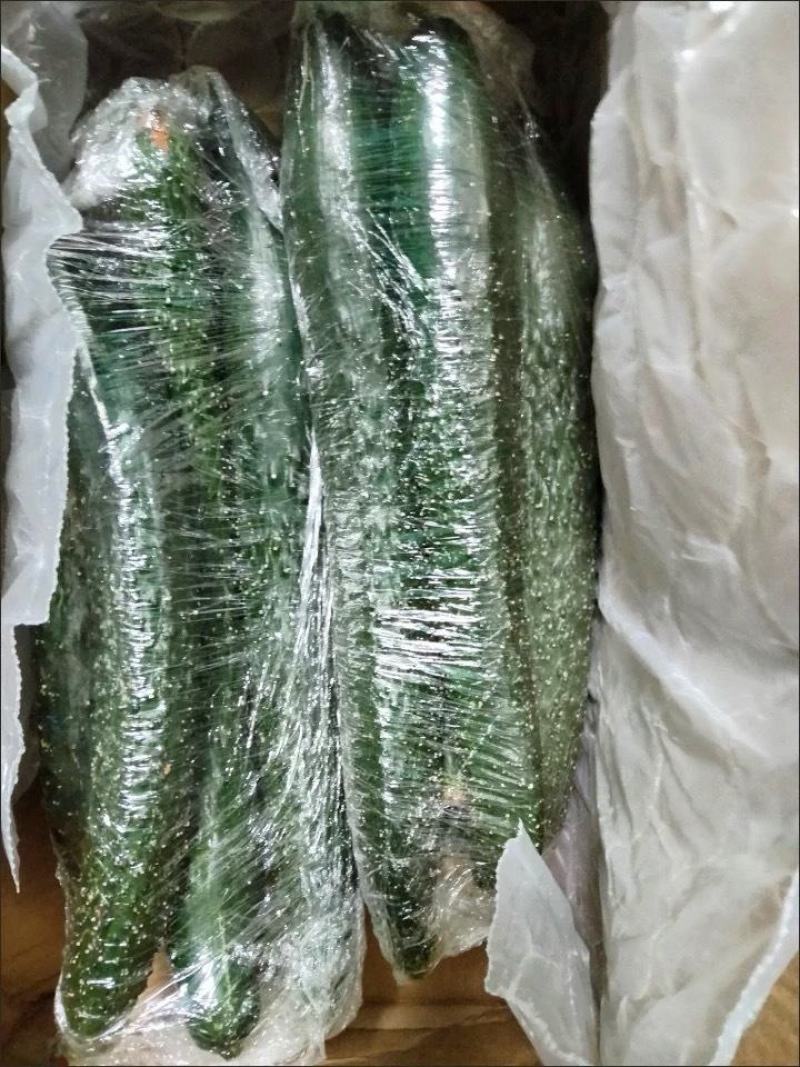 黄瓜，应季新鲜黄瓜现摘农家自种蔬菜青瓜带刺长脆嫩小黄瓜当