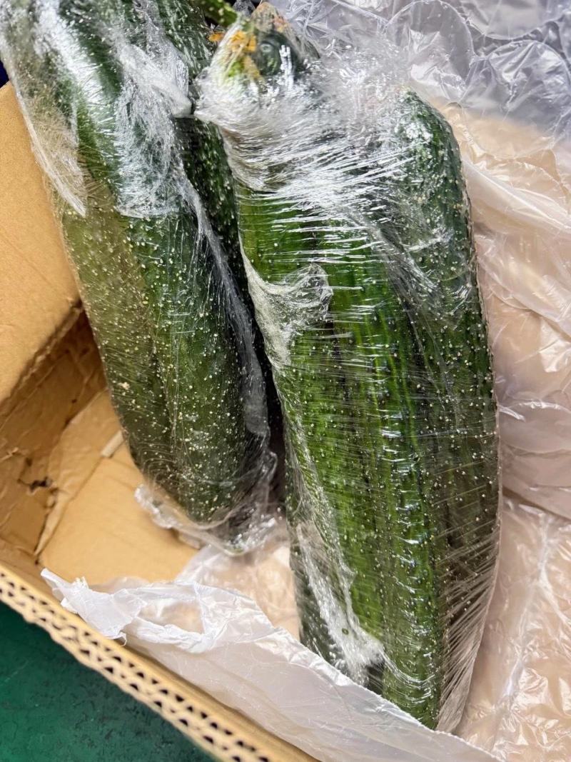 黄瓜，应季新鲜黄瓜现摘农家自种蔬菜青瓜带刺长脆嫩小黄瓜当