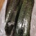 黄瓜，应季新鲜黄瓜现摘农家自种蔬菜青瓜带刺长脆嫩小黄瓜当