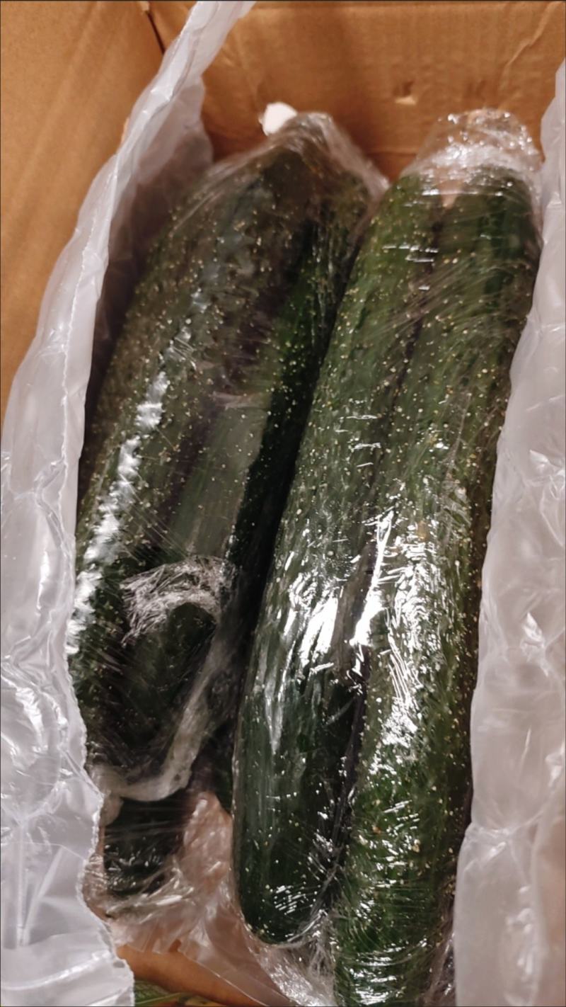 黄瓜，应季新鲜黄瓜现摘农家自种蔬菜青瓜带刺长脆嫩小黄瓜当