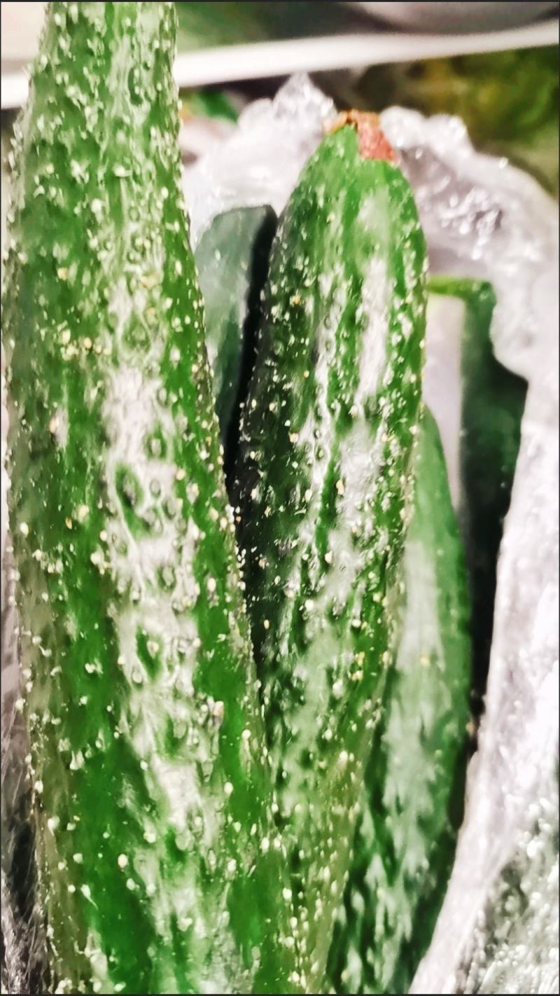 黄瓜，应季新鲜黄瓜现摘农家自种蔬菜青瓜带刺长脆嫩小黄瓜当