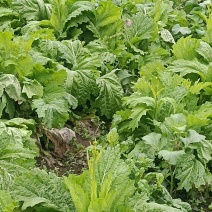 青菜苔