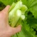 青菜苔