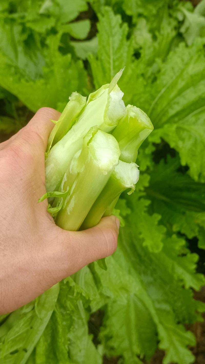 青菜苔