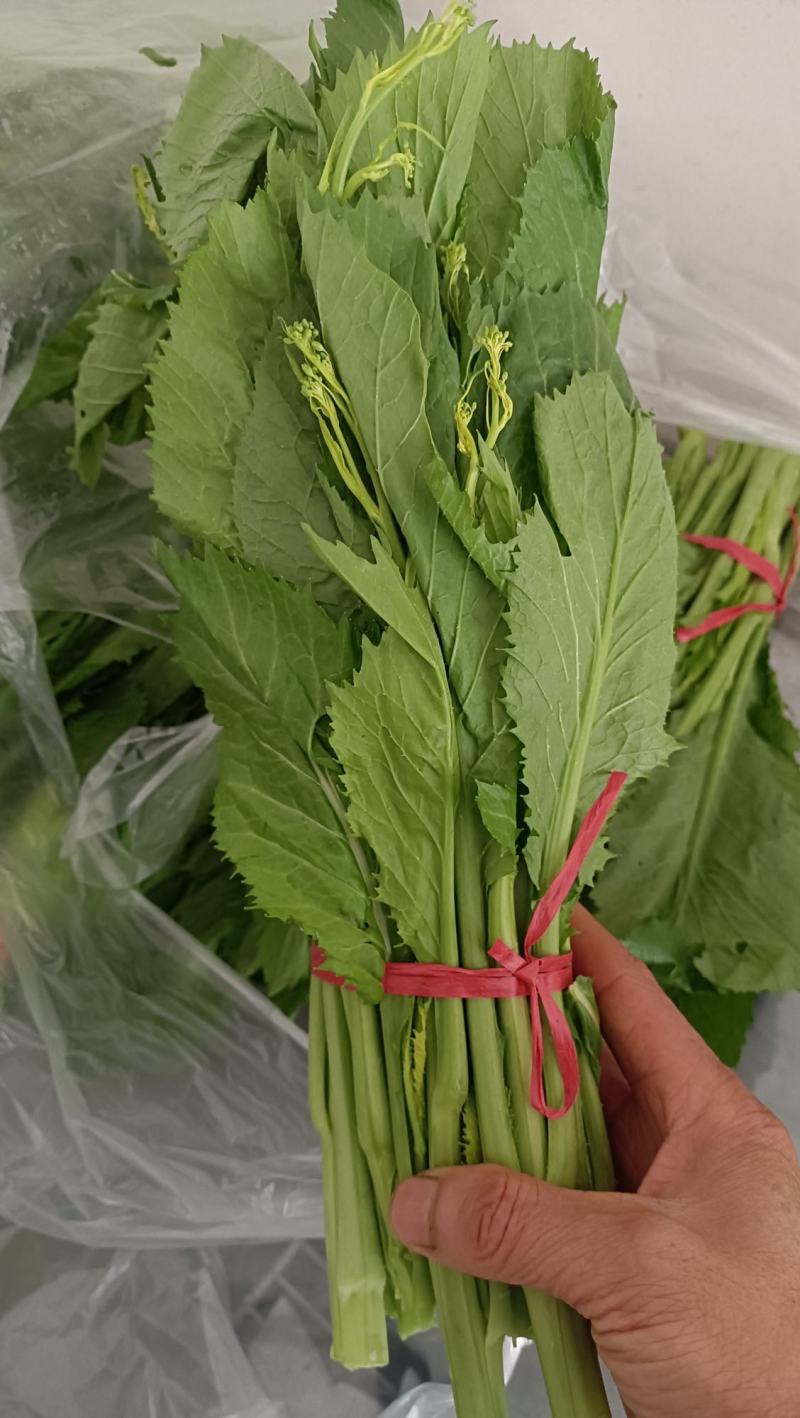 青菜苔