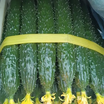绿瓤黄瓜,货品齐全,质量保证,脆甜可口,