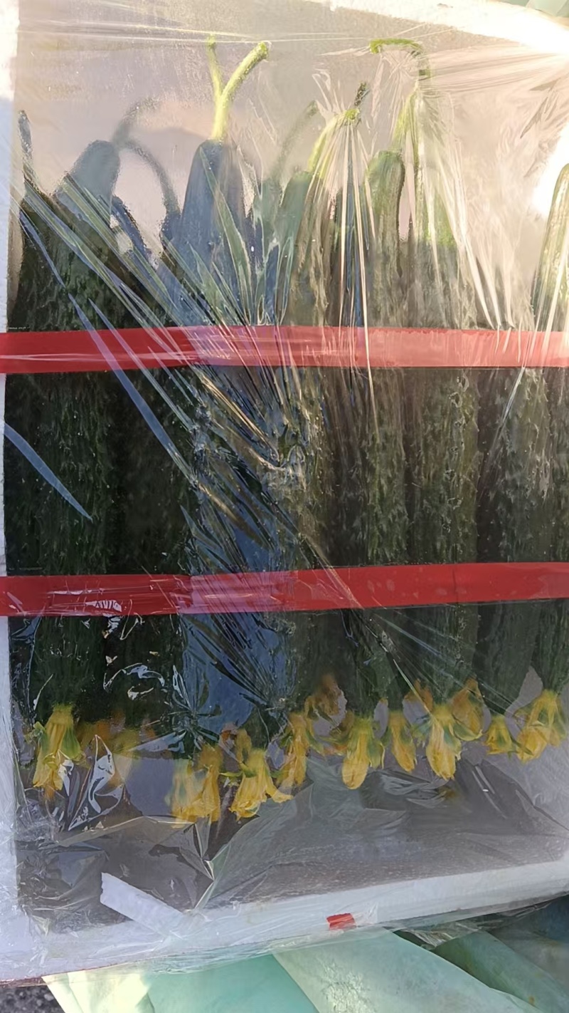 辽宁锦州，葫芦岛，绿瓤，脆甜，水黄瓜，欢迎各位老板前来选