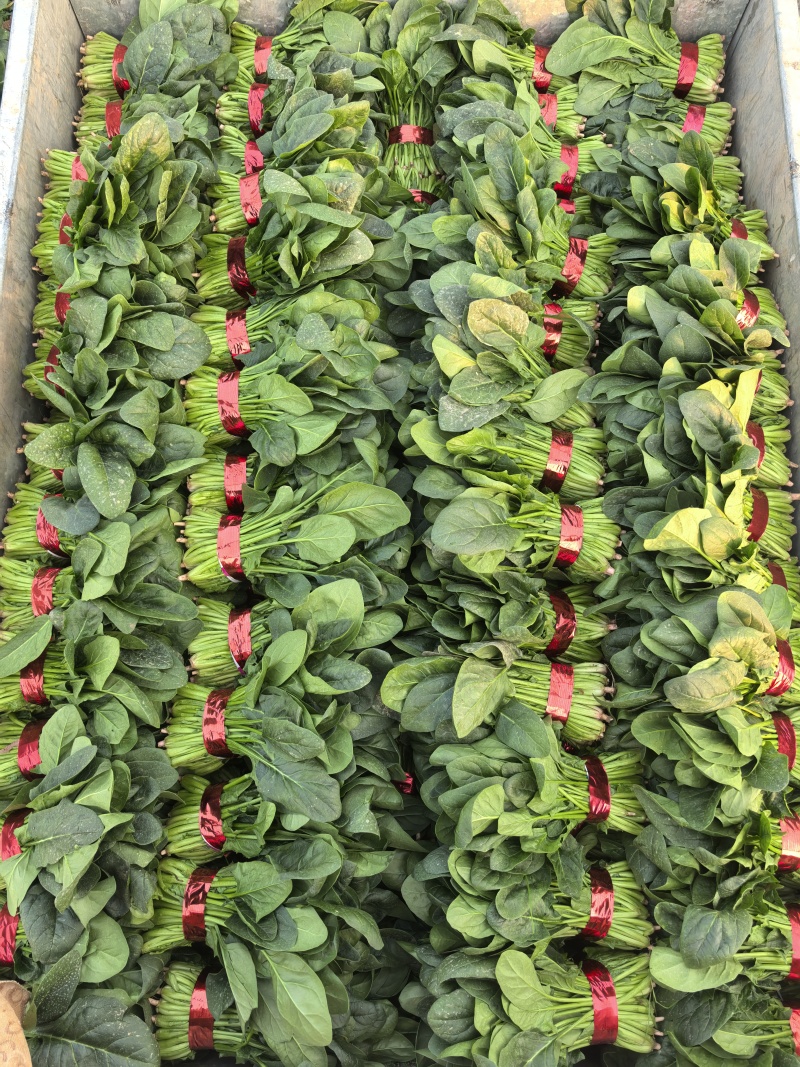 精品菠菜大量上市，支持各种包装。量大从优。