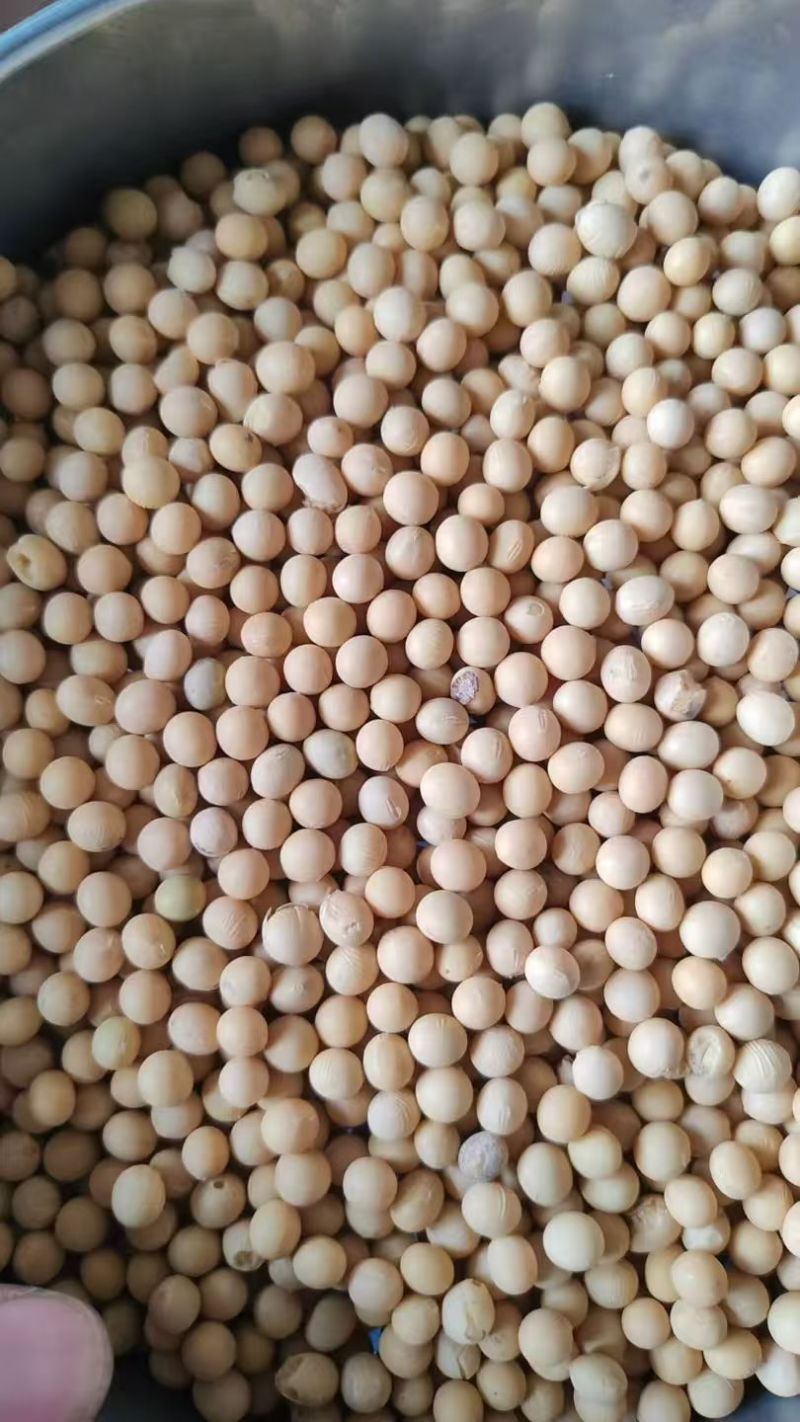 出售黑龙江48蛋白大豆500吨