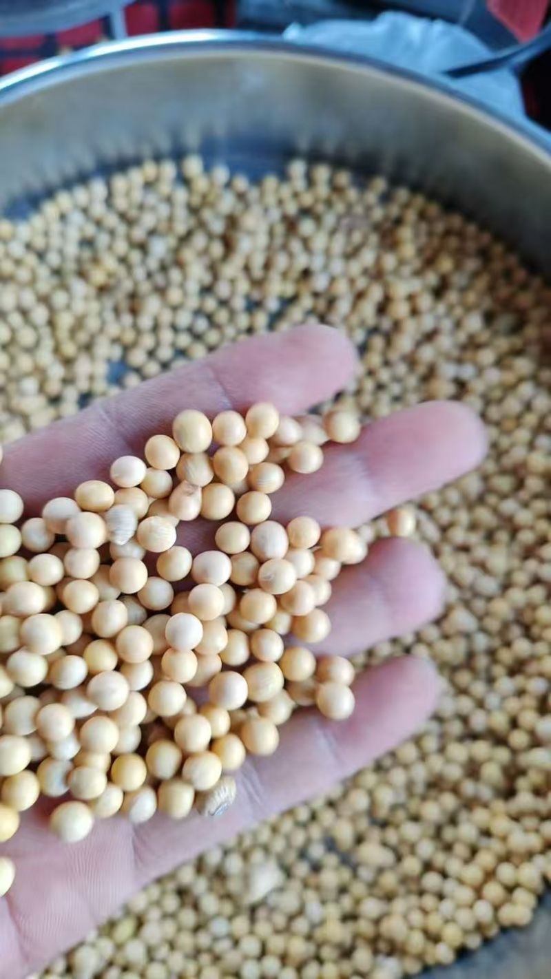 出售黑龙江48蛋白大豆500吨