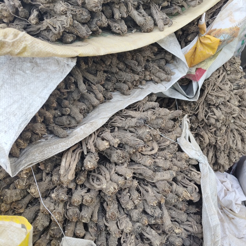 甘肃定西岷县当归无硫新货干货整只当归干净无杂质整颗