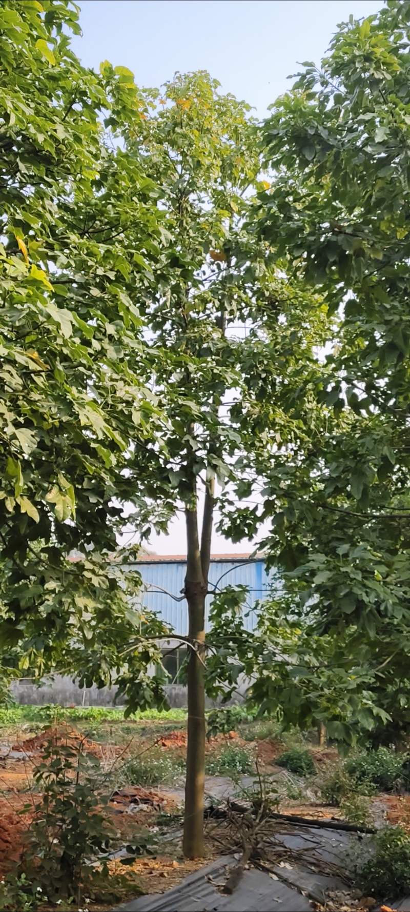 澳洲火焰木