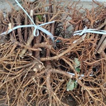 通草苗