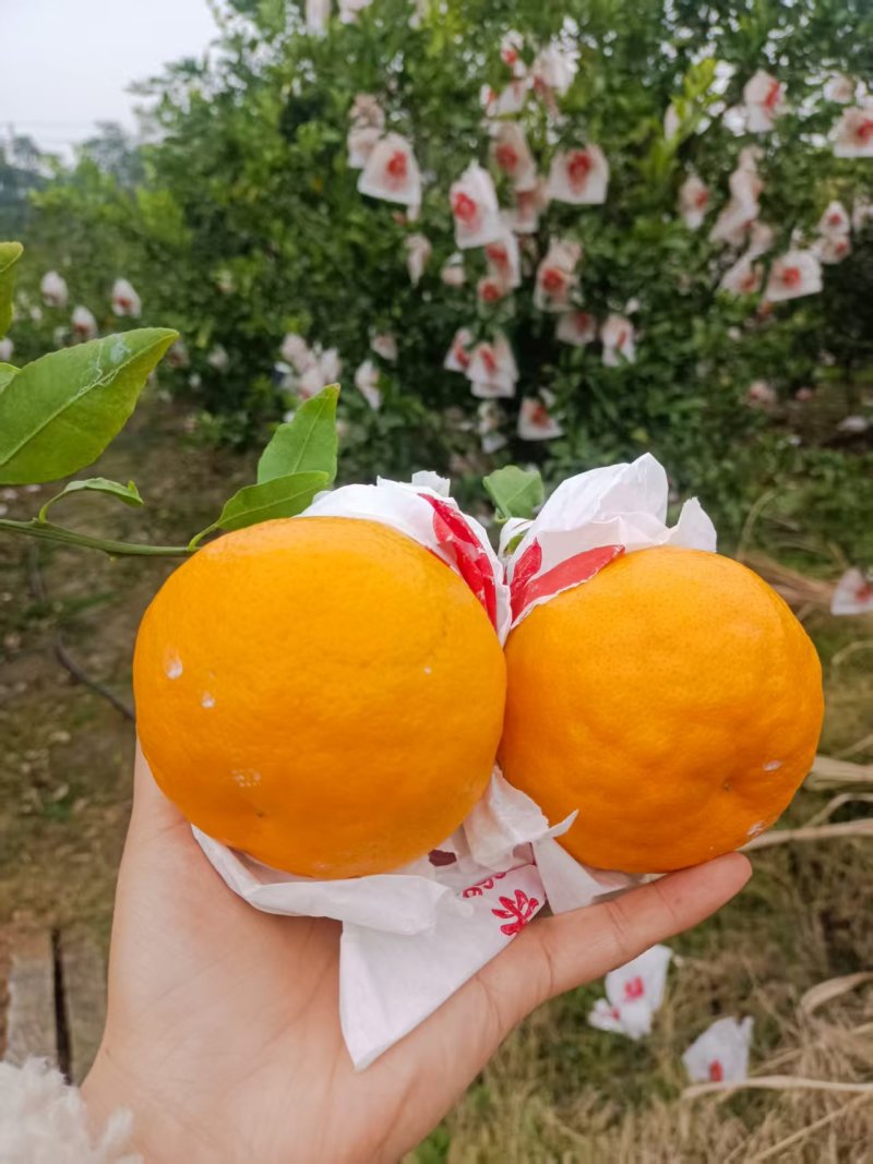 耙耙柑产地直发量大从优价格可谈欢迎来电