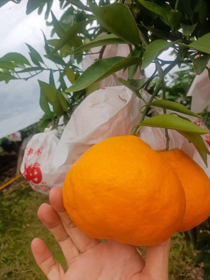 耙耙柑产地直发量大从优价格可谈欢迎来电