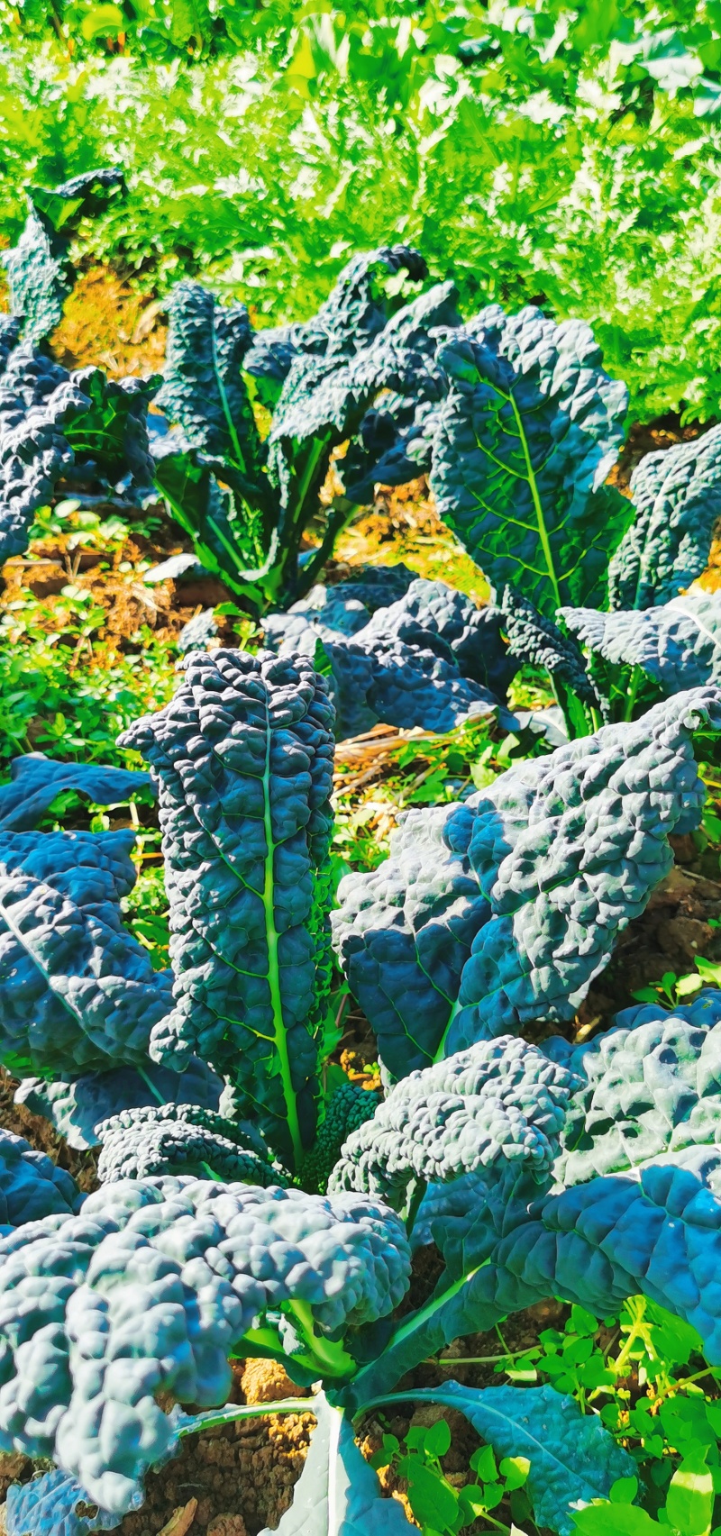 桂林市绿色生态种植基地新鲜羽衣甘蓝直销欢迎采购实地考察