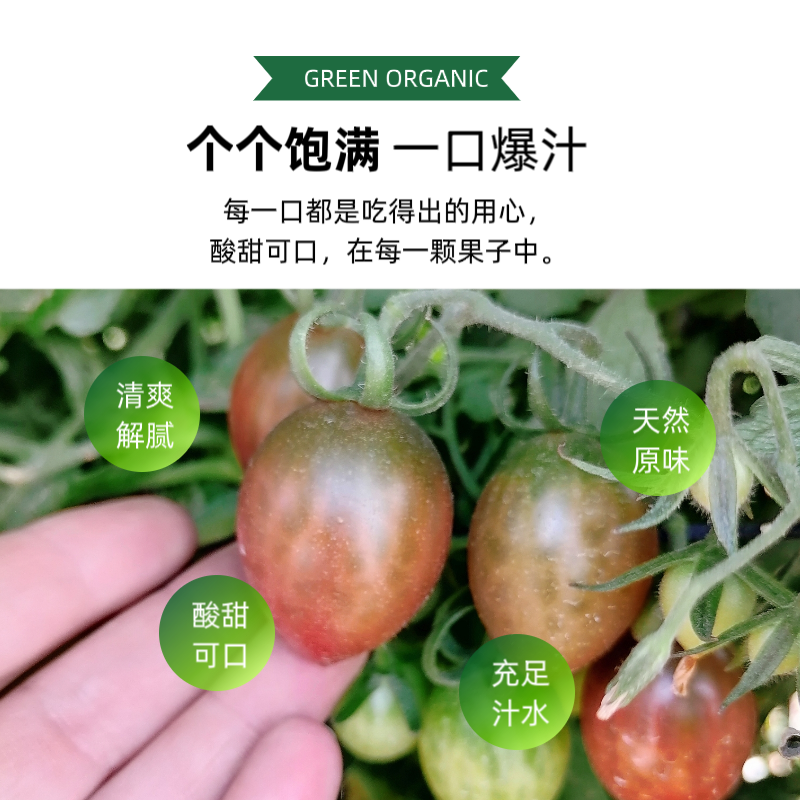 福建子弹头圣女果小番茄批发，一件代发